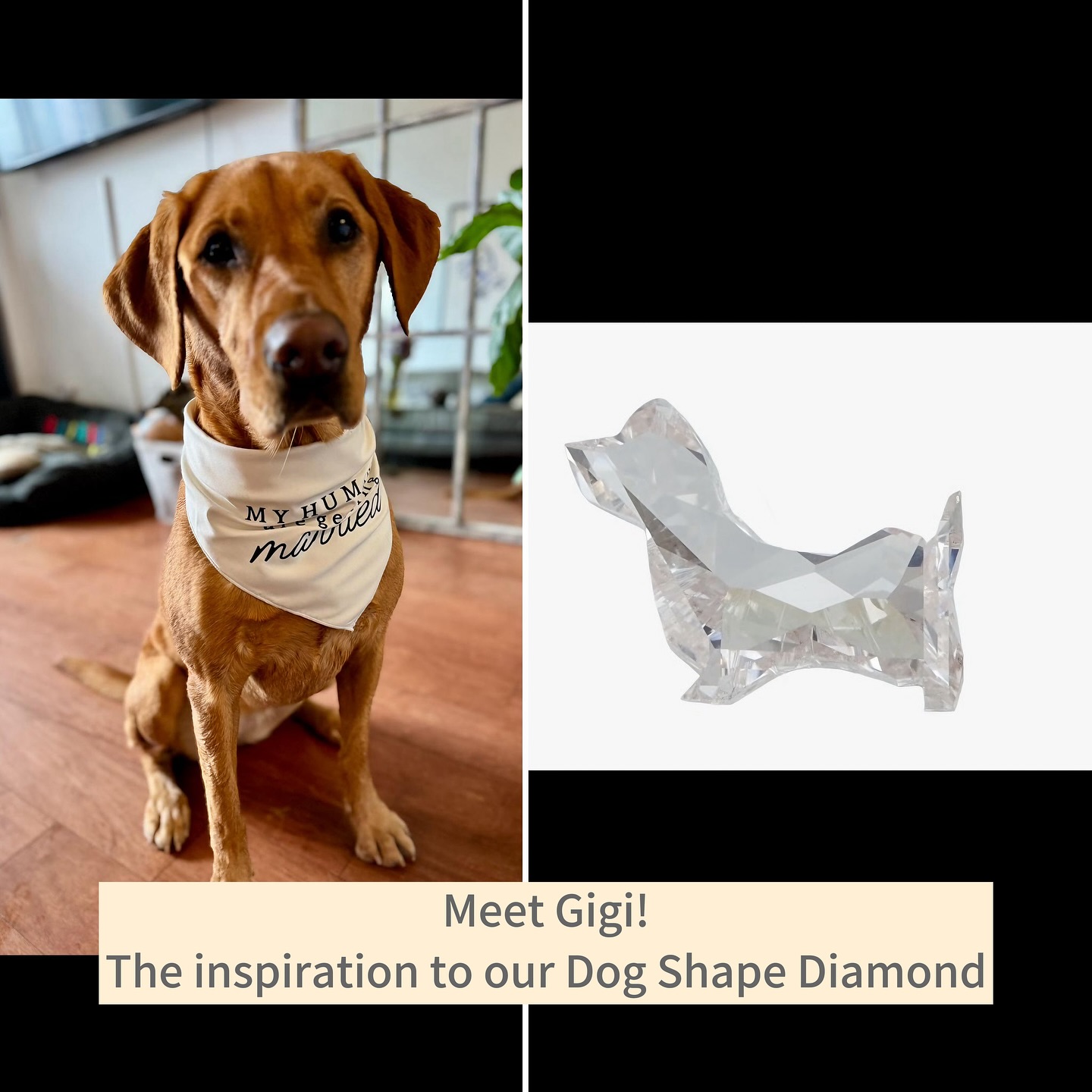 Meet Gigi! Our inspiration <3

#labgrowndiamonds #petportrait #pets #labdog #cute #nyc #diamonddistrict #luxury #jewelry #petinspired #memorabilia #family #diamond